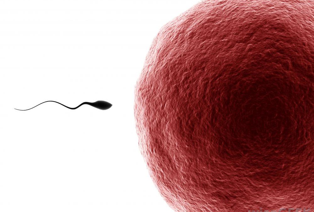 Researchers Determine Entire Genetic Sequence Of Individual Human Sperm