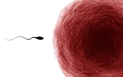 Researchers Determine Entire Genetic Sequence Of Individual Human Sperm