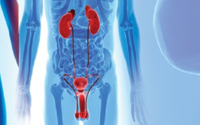 Urology and Andrology: What’s the Difference?